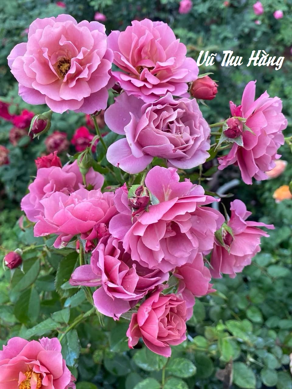 AN AN BẤT AN