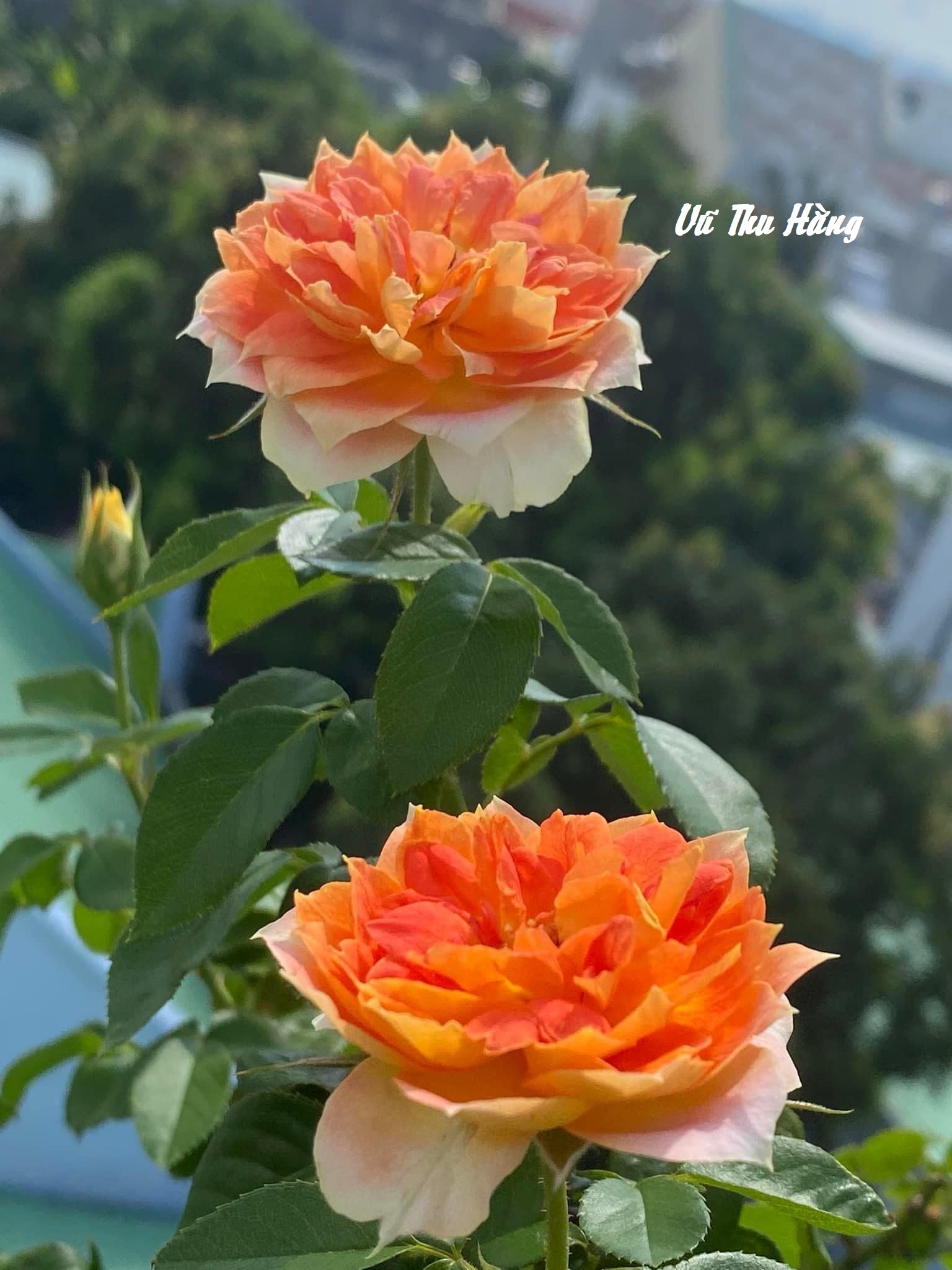 TRÔNG EM RẤT GIỐNG CÔ ẤY